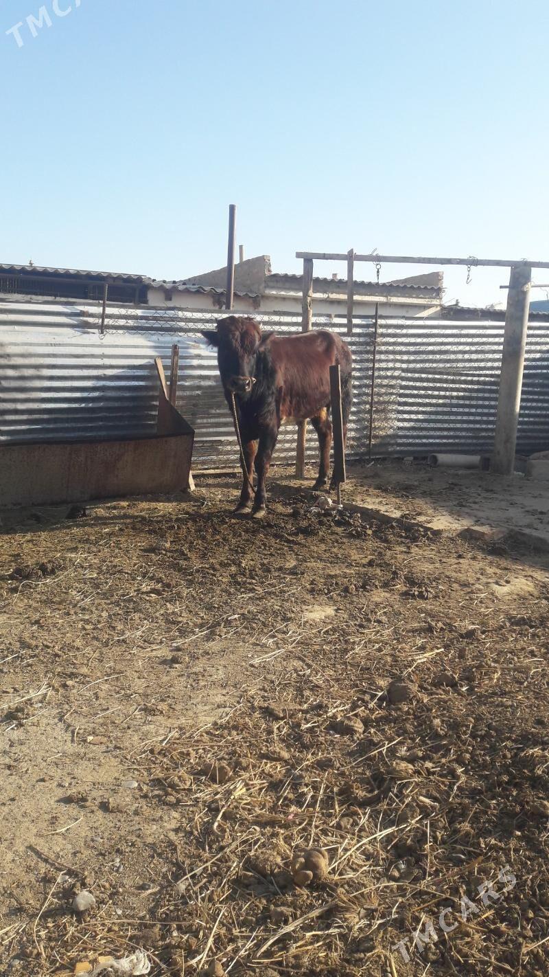 okuz - Гёкдепе - img 2