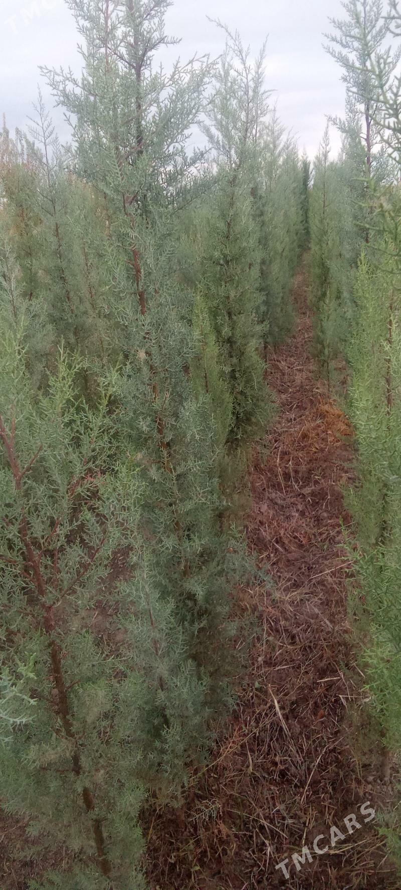 yolka - Кака - img 1