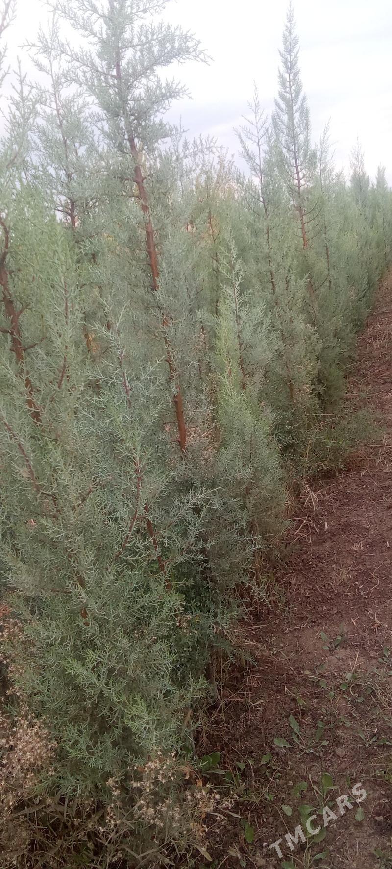 yolka - Кака - img 2