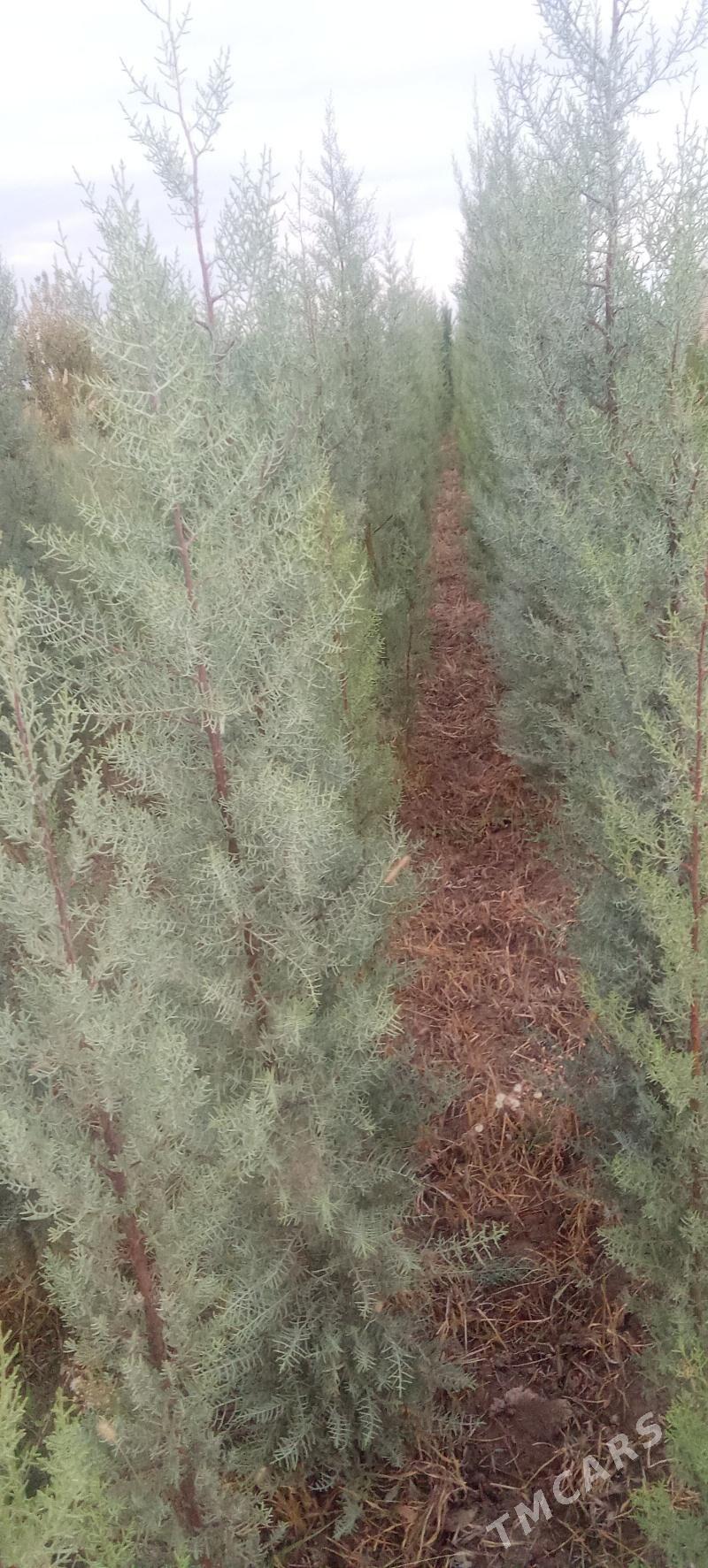 yolka - Кака - img 3