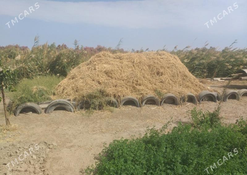 Ýorunja ot - Türkmenabat - img 1