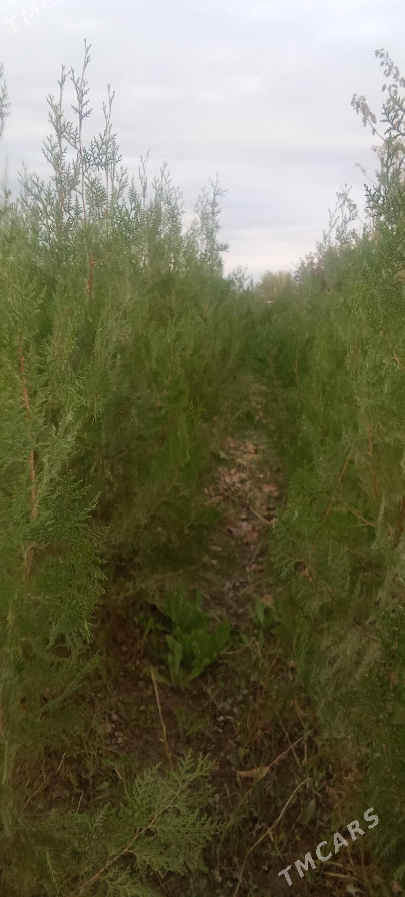yolka - Кака - img 5