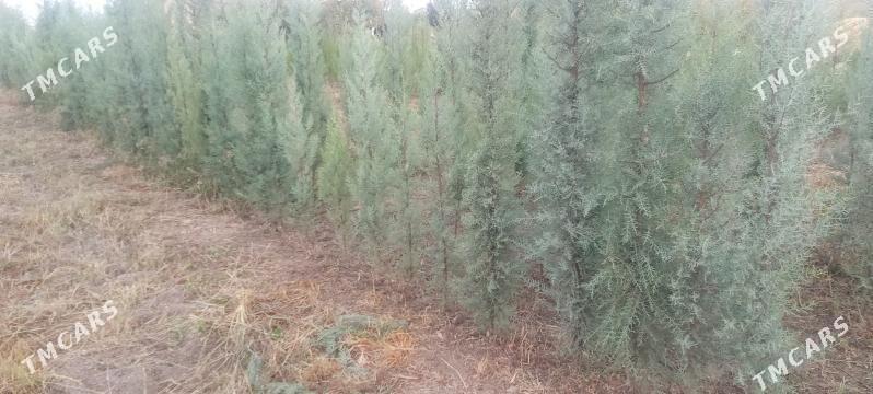 yolka - Кака - img 4