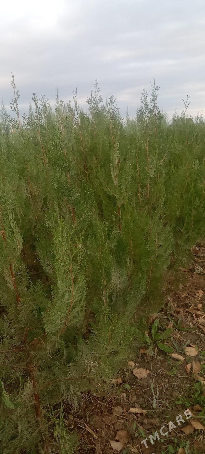 yolka - Кака - img 6