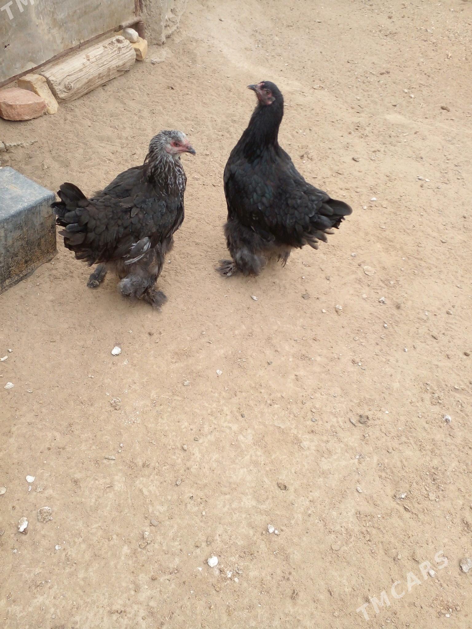 brama makiyan - Gumdag - img 3