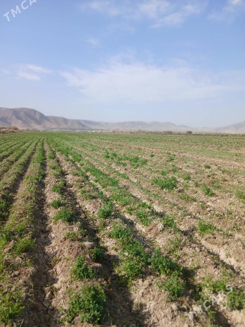 ekin meydany - Гёкдепе - img 2