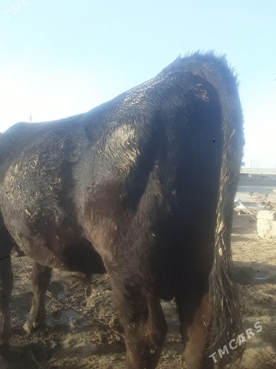 õküz - Бахарден - img 2