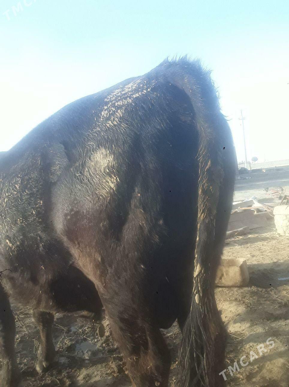 õküz - Бахарден - img 3