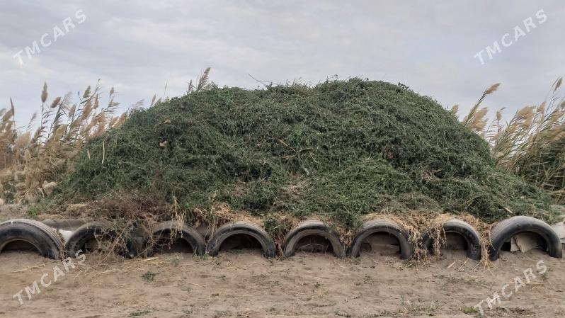 Ýorunja ot - Türkmenabat - img 2