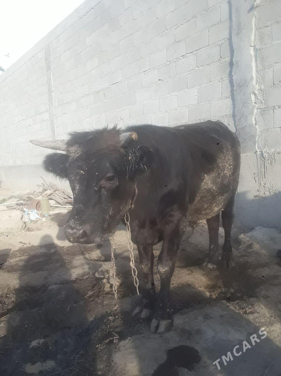 õküz - Бахарден - img 5