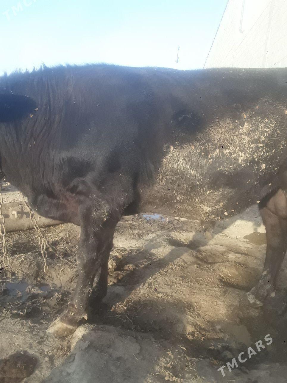 õküz - Бахарден - img 6