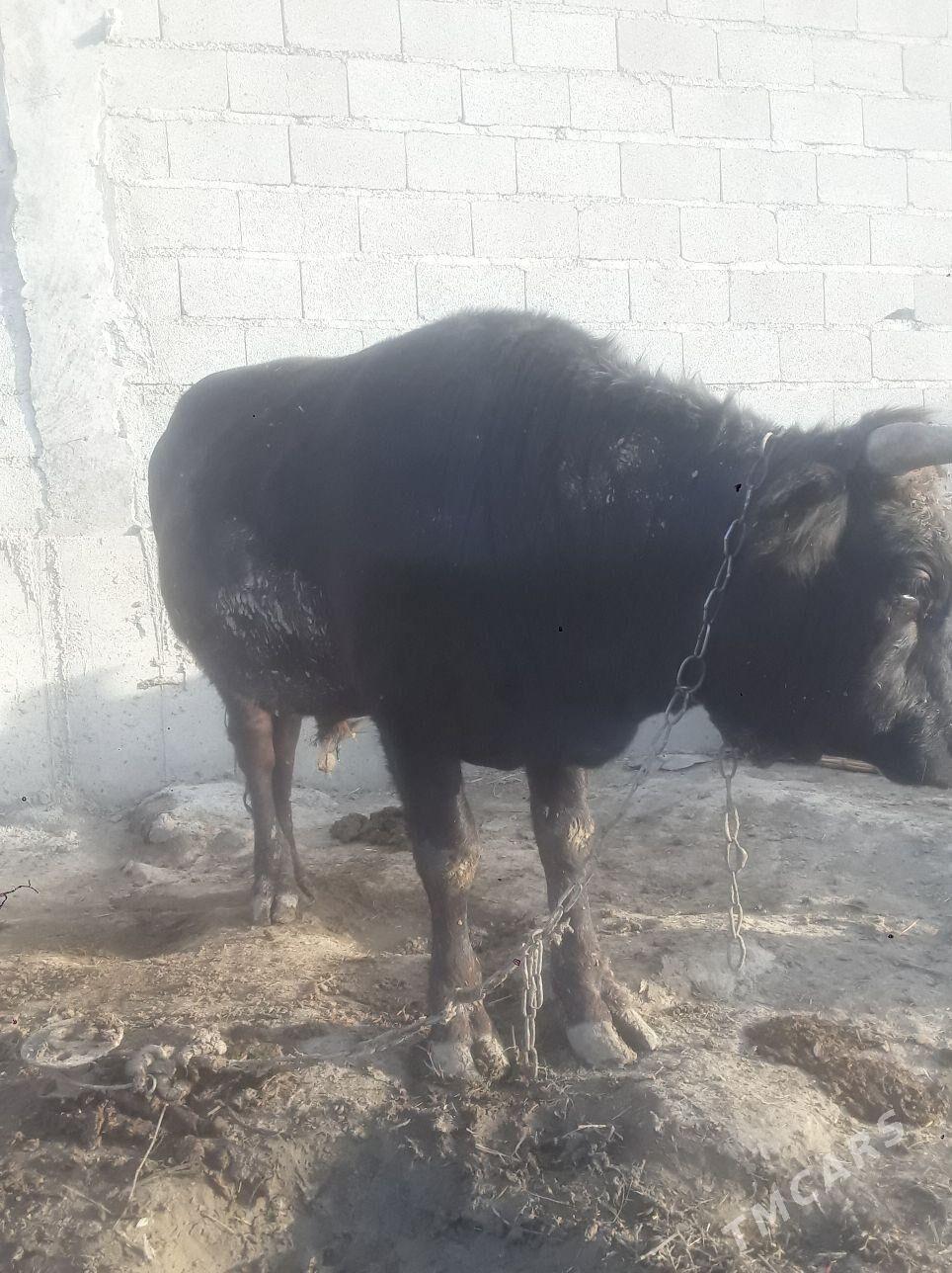 õküz - Бахарден - img 4