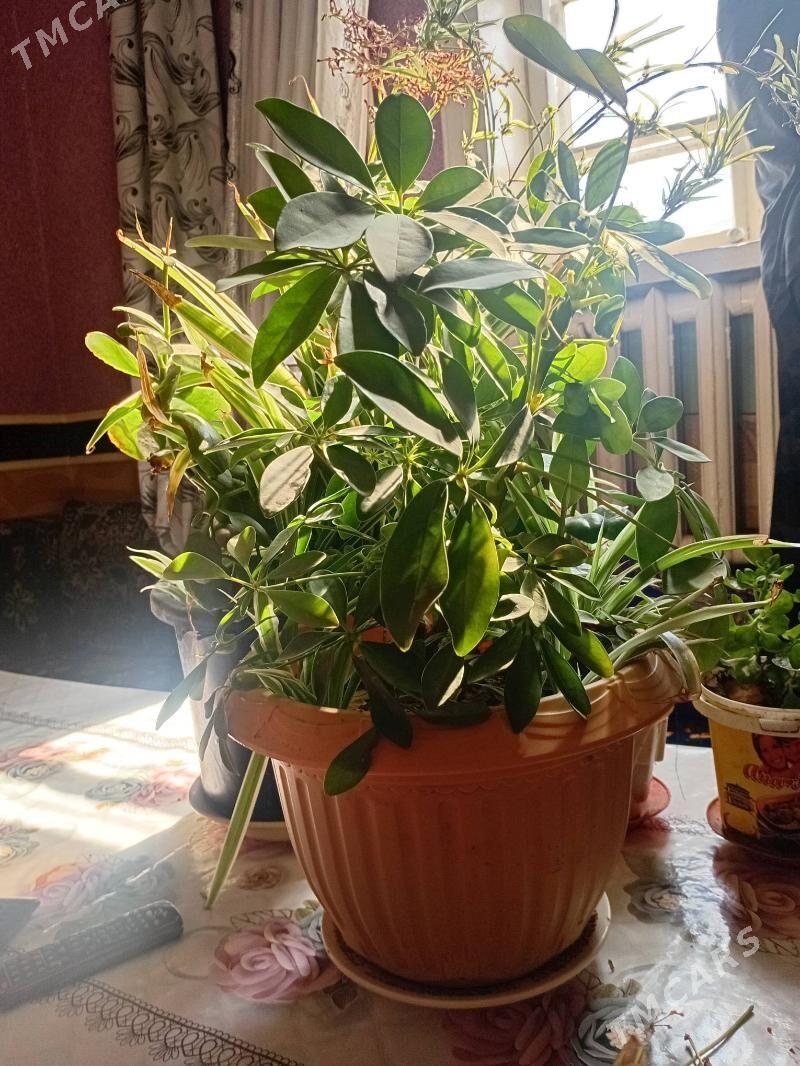 Domaşny gul - Daşoguz - img 2