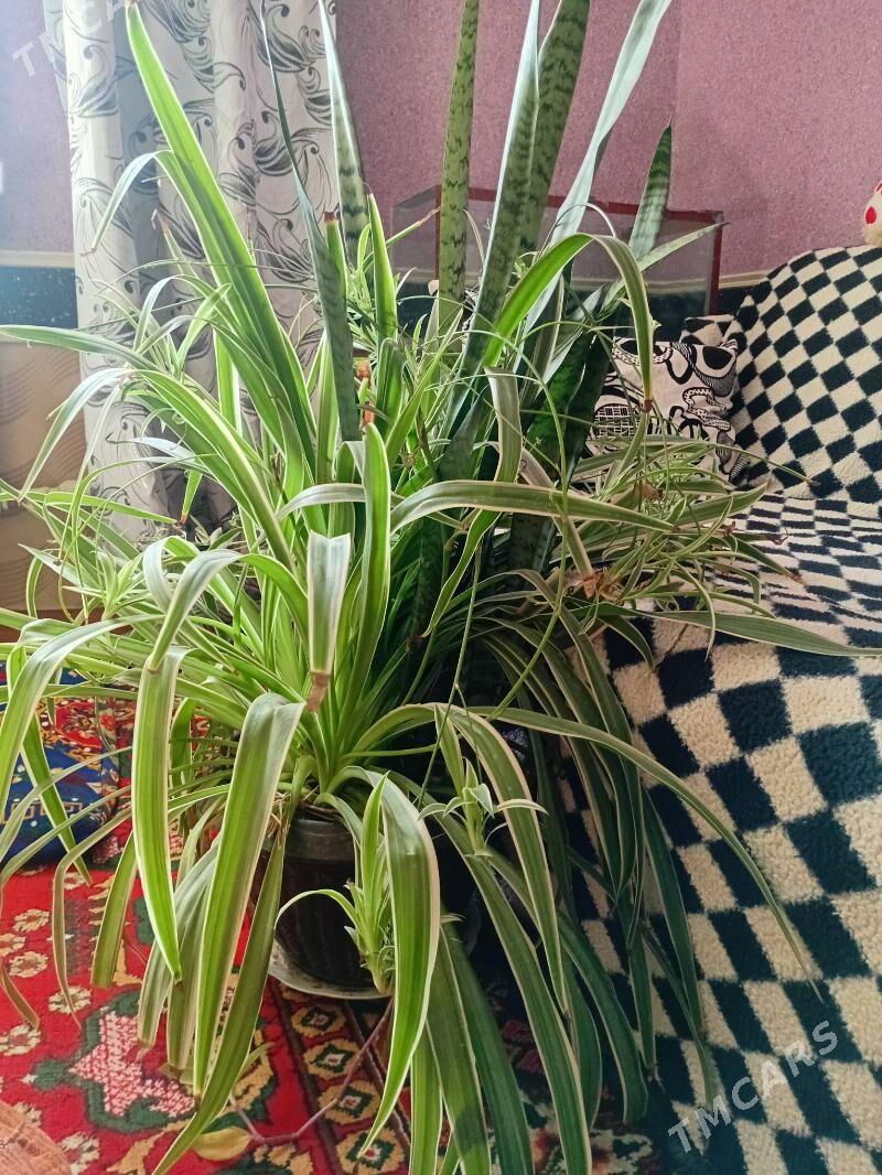 Domaşny gul - Daşoguz - img 3