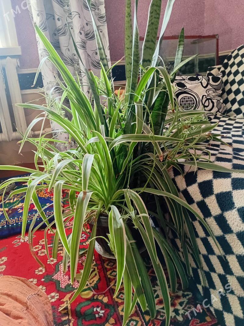 Domaşny gul - Daşoguz - img 1