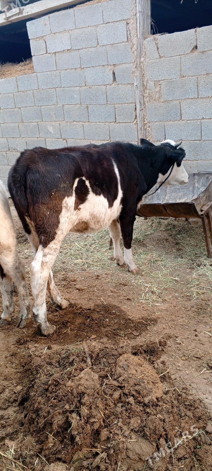 tuwe sygyr - Бахарден - img 3