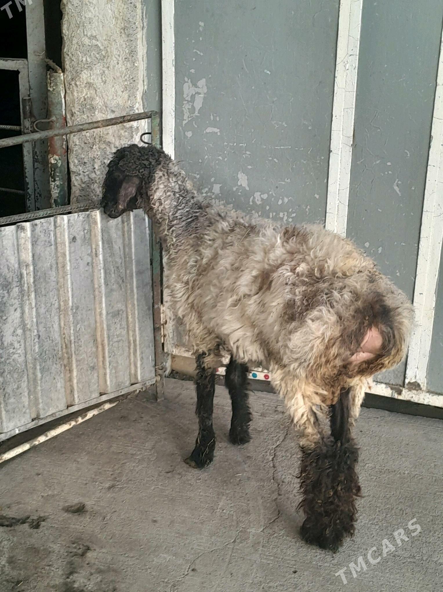 Goyun - Бедев - img 1