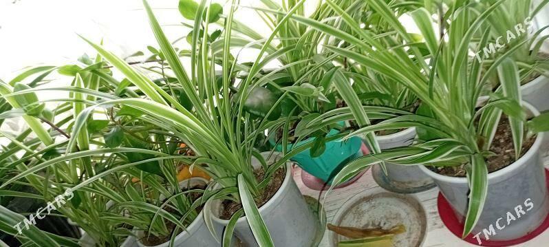 guller domasny - Daşoguz - img 2