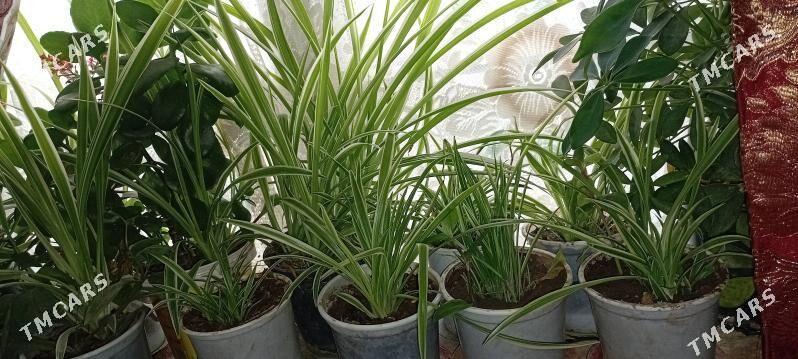 guller domasny - Daşoguz - img 3