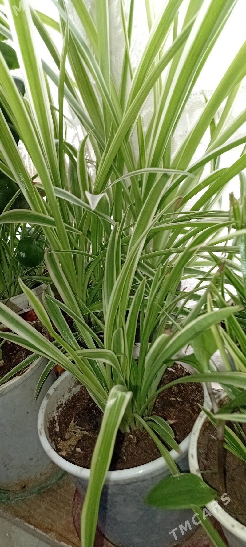 guller domasny - Daşoguz - img 1