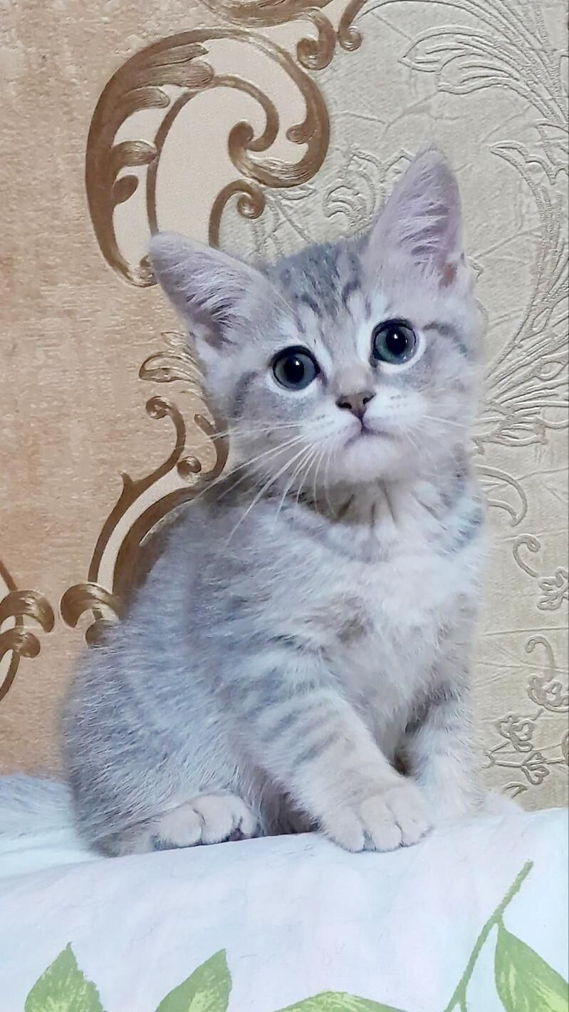 Мальчики - Aşgabat - img 2