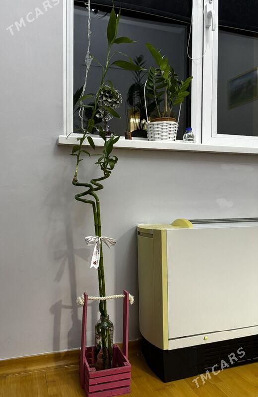 цветы - Ашхабад - img 3