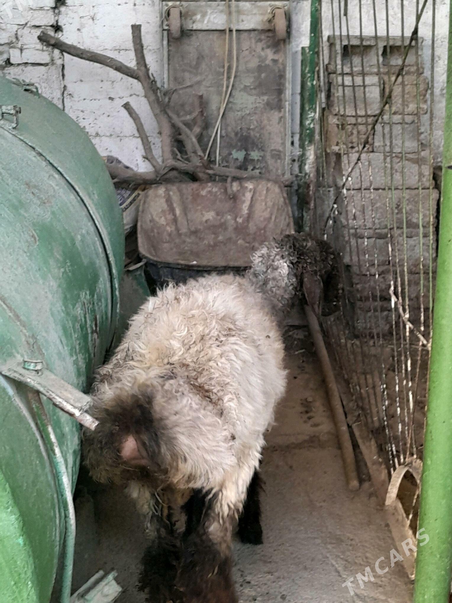 Goyun - Бедев - img 2