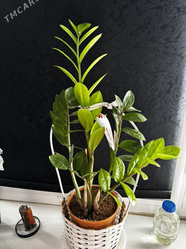 цветы - Ашхабад - img 2