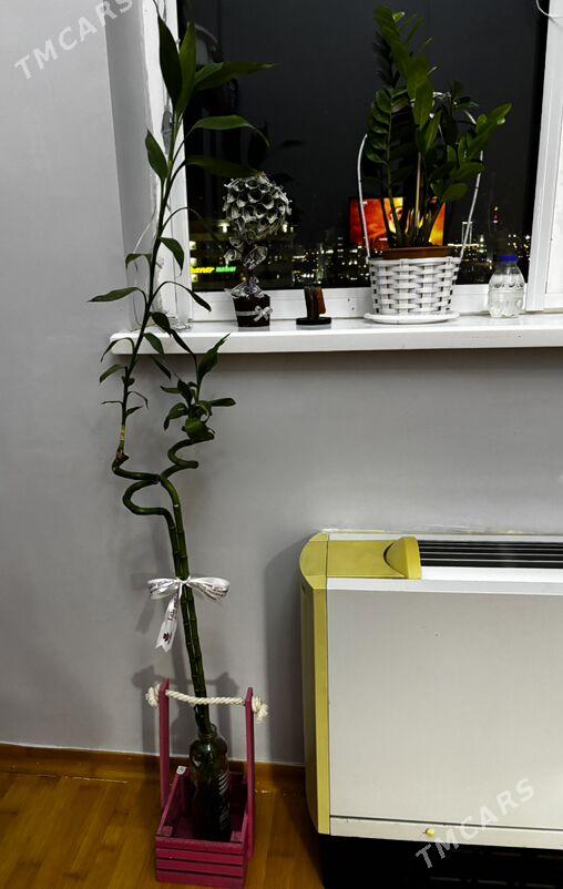 цветы - Ашхабад - img 4