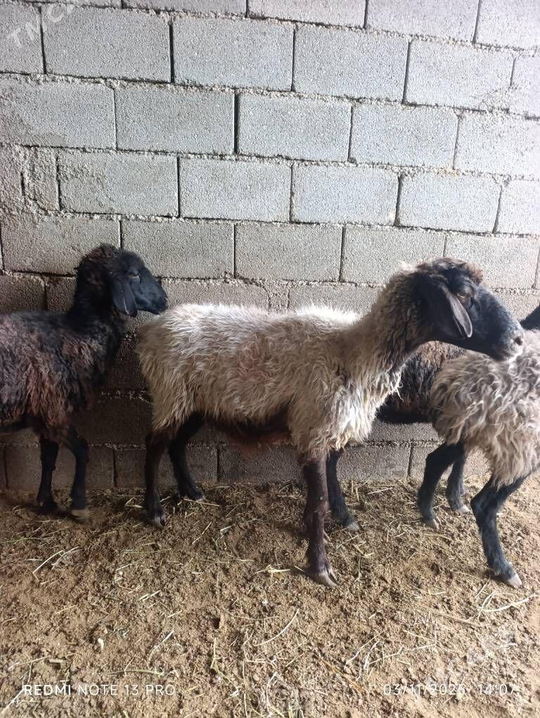 BAKMALY GOYUNLAR - Büzmeýin - img 2