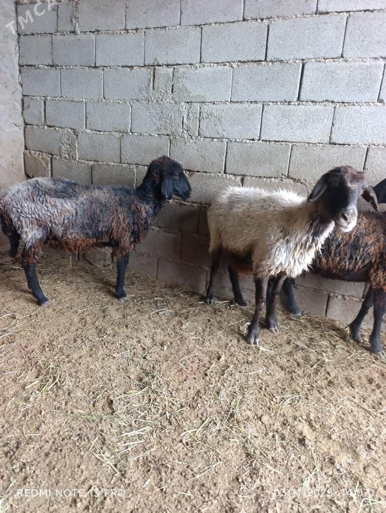 BAKMALY GOYUNLAR - Büzmeýin - img 4