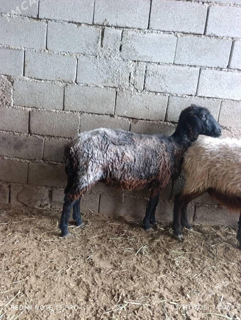 BAKMALY GOYUNLAR - Büzmeýin - img 3