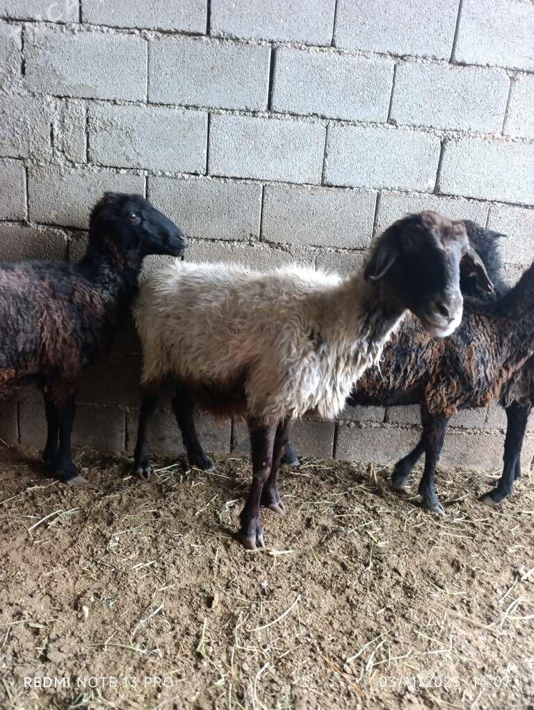 BAKMALY GOYUNLAR - Büzmeýin - img 6