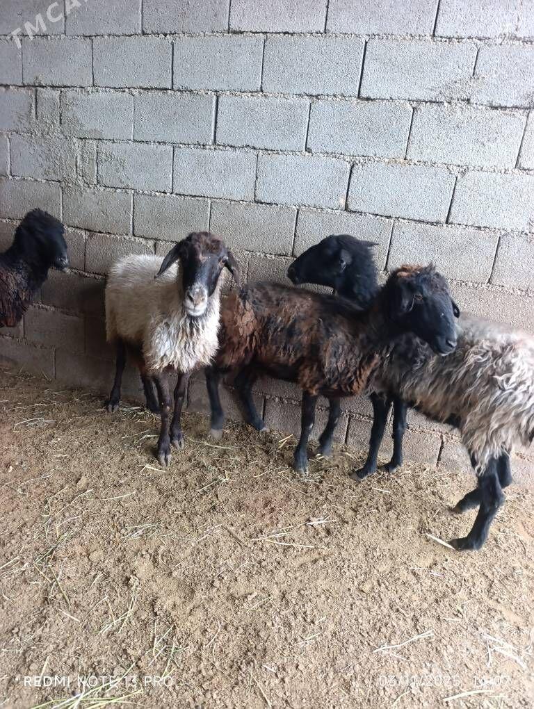 BAKMALY GOYUNLAR - Büzmeýin - img 5