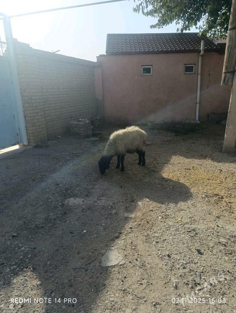 goyun - Ёлётен - img 1