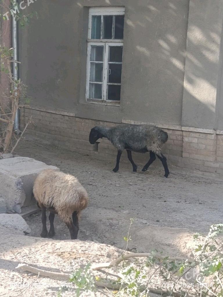 goyun - Ёлётен - img 2