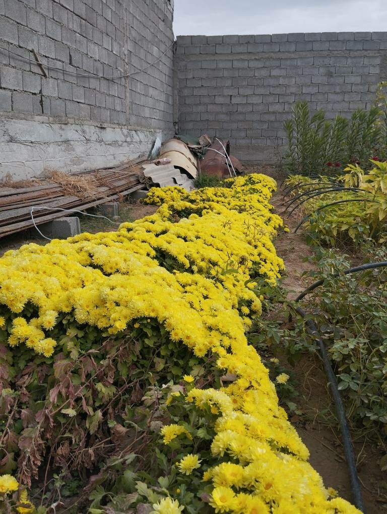 хризантема - Анев - img 4