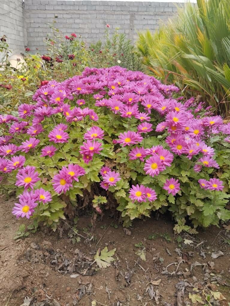 хризантема - Анев - img 5