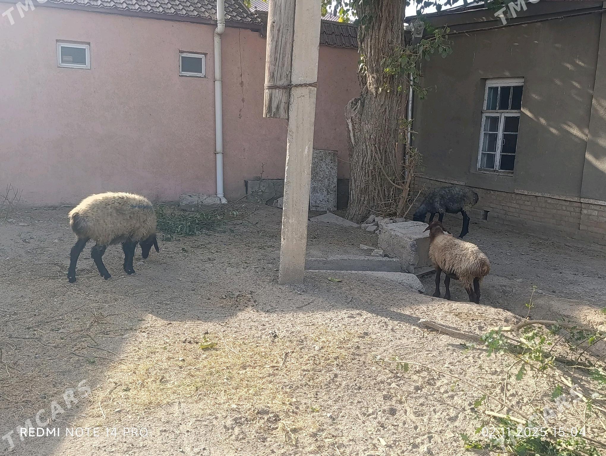 goyun - Ёлётен - img 4