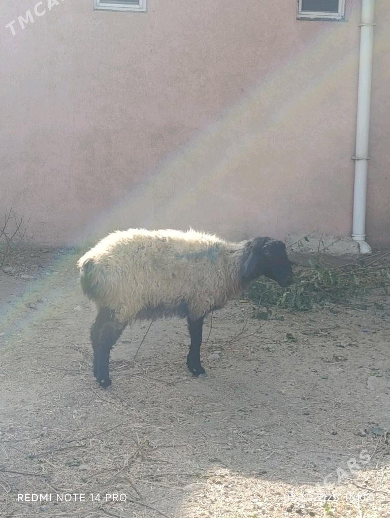 goyun - Ёлётен - img 3