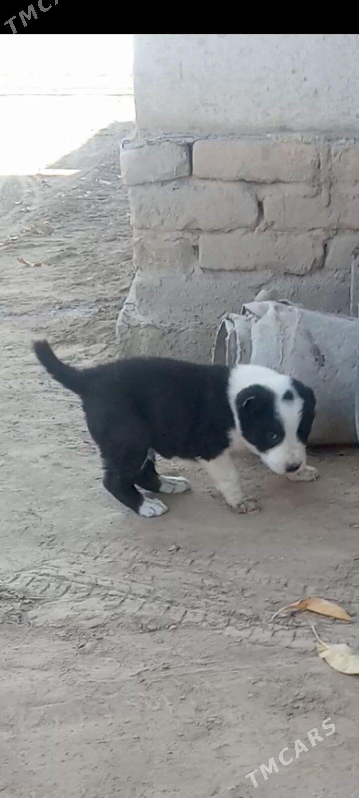 tm alabaý - Дашогуз - img 2