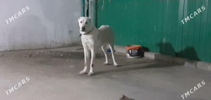 it gujuk - Ашхабад - img 3