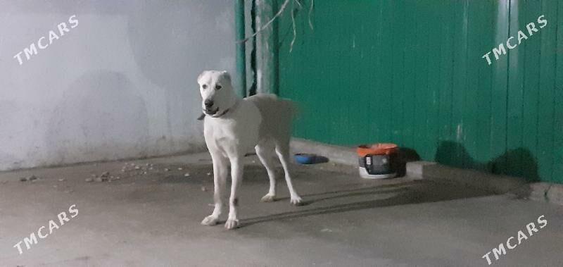 it gujuk - Ашхабад - img 1