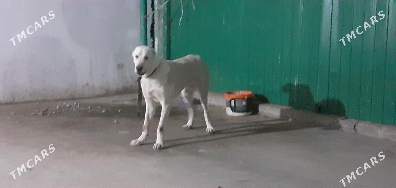 it gujuk - Ашхабад - img 2