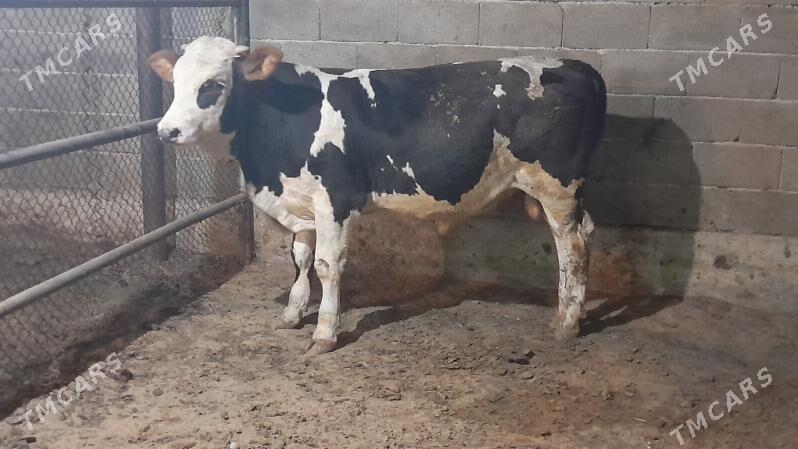 0kuz - Ак-Бугдайский этрап - img 4