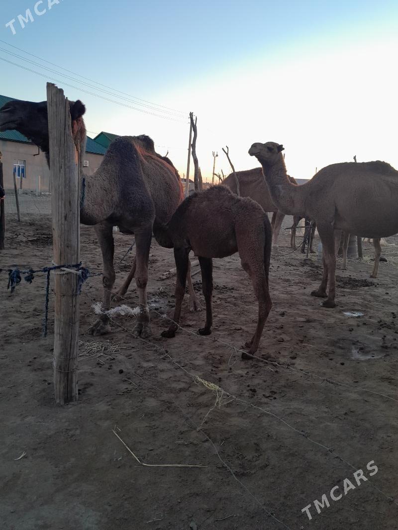 duye - Bereket - img 1