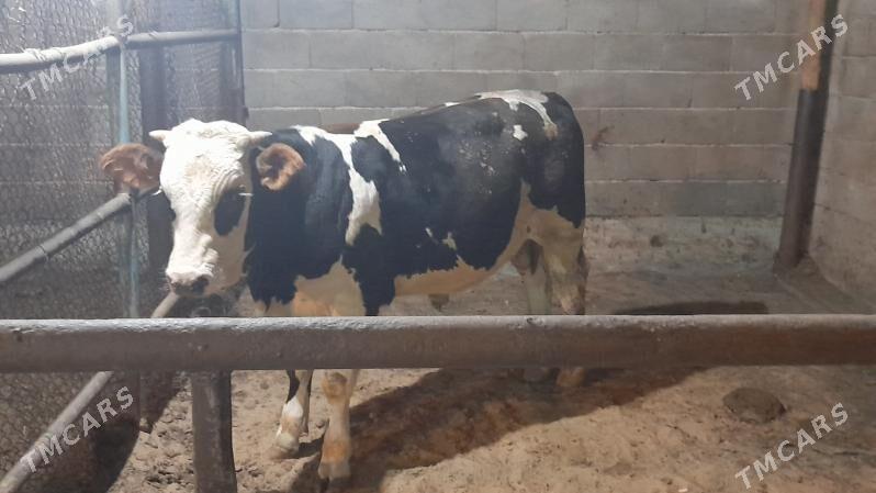 0kuz - Ак-Бугдайский этрап - img 3