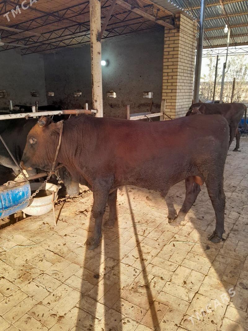 okiz bakylan - Murgap - img 1