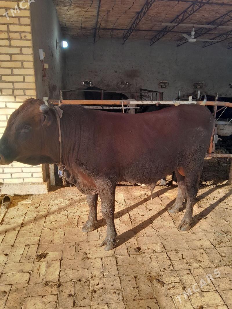 okiz bakylan - Murgap - img 2