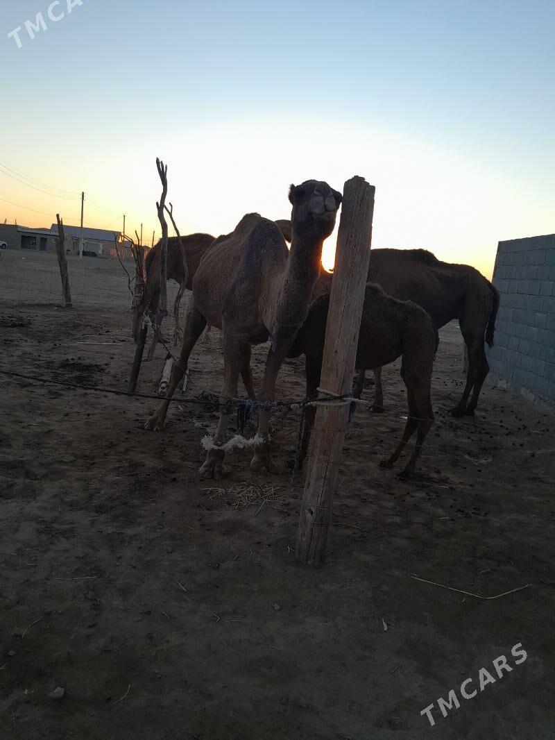 duye - Bereket - img 2